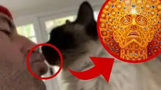 Joe Rogans cat does DMT?!