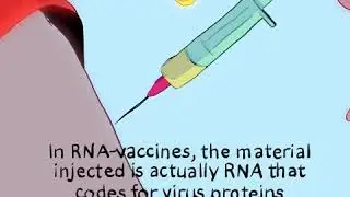 RNA-vaccines for coronavirus? Short, animated explainer