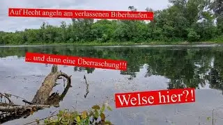 MISSION: Hecht mit Posenmontage | Verkrauteter See Part 2