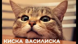 Веселая добрая песня про кошку 