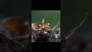 The bombardier beetle shoots a caustic liquid.