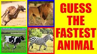 Which is the Fastest Animal? | Guess the Faster Animal Quiz