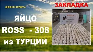 Как выглядит яйцо РОСС-308 из Турции. Турецкий РОСС как прошел вывод, читайте комментарии.