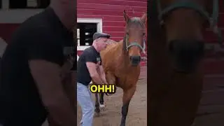 When you're a Rescue Horse and the Chiropractic Session is so Good You Can't Contain Yourself.😂🐴