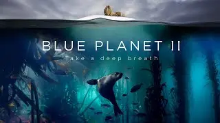 Blue Planet II : The Prequel