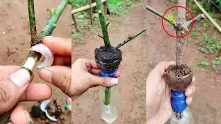 How to grow Mango tree from cutting in water & soil, grow mango tree cutting #grafting