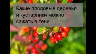 Какие плодовые деревья и кустарники можно сажать в тени