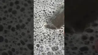 Rescuing Sand Piggy Stuck in Whale Bubbles 