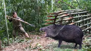 breaking into wild boar's den, being attacked by wild boar, skills, wild boar trap, survival alone