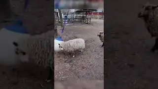 тренировка