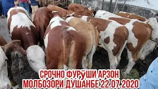 Молбозори душанбе нархи гови зоти ширте и сментал ленский район 22 июля