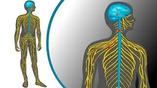 Action potential in the brain