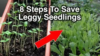 8 Steps To Fix Leggy Seedlings No Need To Start Over!