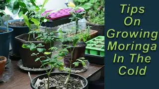 Tips on Growing Moringa In Cold Climates