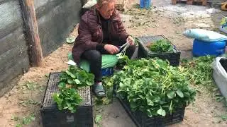 Копаем саженцы клубники Альбион. Терра- Маркет.РУ