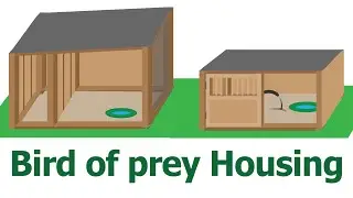 How to house a Bird of Prey | Where do Birds of Prey live | Where should i keep my hawk