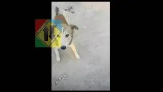 Giving Food to Hungry Stray Dogs Feeding stray dogs Feeding Homeless Dogs