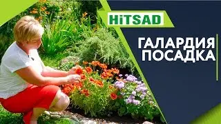 Прекрасная Галардия 🌺 Посадка и Уход 🌺 Советы От Хитсад ТВ