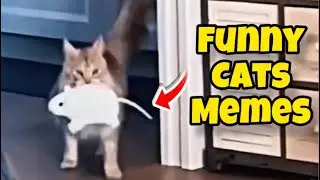Funny Cats Memes #5 🐾😹