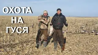Охота на гуся 2023, две недели в полях ...