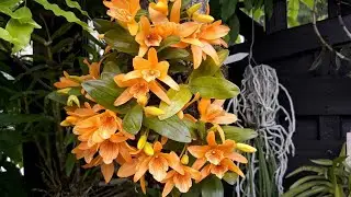 Дендробиум Stardust. Уход и содержание орхидеи на блоке. Dendrobium harveyanum.