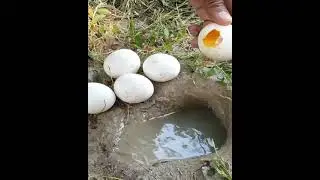 Unbelievable Fishing With Eggs