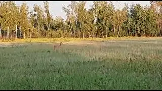 Манок на косулю