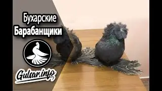 ДЕКОРАТИВНЫЕ ГОЛУБИ / БУХАРСКИЕ БАРАБАНЩИКИ / PIGEONS / TAUBE 