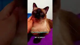 a los que no les gustan los gatos, porque?
