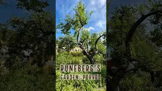 Runeberg’s Garden | 
