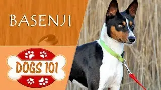 Dogs 101 - BASENJI - Top Dog Facts About the BASENJI