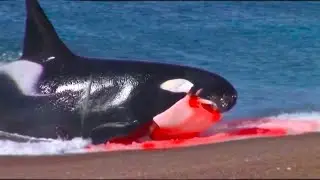 This Is Why Orcas Are Called Killer Whales