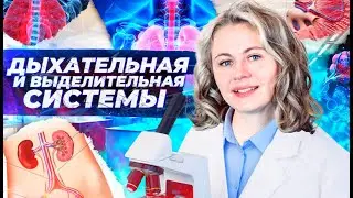 Дыхательная и выделительная системы | Летний курс | БиоФАК 2022