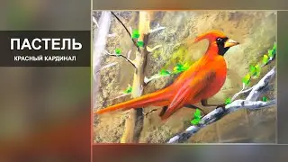 Рисунок сухой ПАСТЕЛЬЮ.Как нарисовать птицу на ветке/Drawing a dry PASTEL.Speedpoint.Рисуем лес.