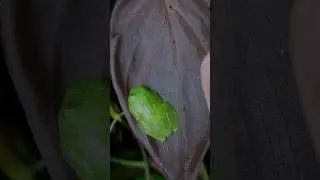 something incredible is sleeping under this leaf