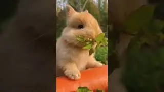 An invincible cute little rabbit Cute pet debut plan Rabbit Cute pet