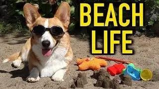 BEACH LIFE - Topi the Corgi