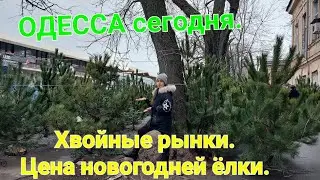 Одесса хвойные рынки. Обзор цен на елки сегодня. Рынки Одессы. Гуляем с Зоотропом. Елка. 