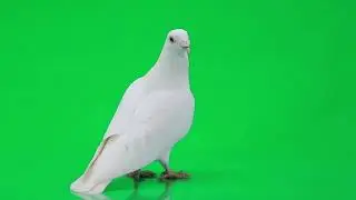 БЕЛЫЙ ГОЛУБЬ на ЗЕЛЕНОМ ФОНЕ / WHITE PEGEON on GREEN SCREEN