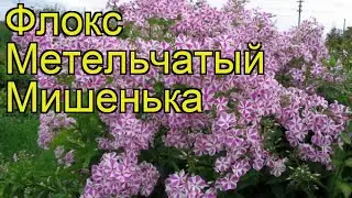 Флокс метельчатый Мишенька. Краткий обзор, описание характеристик phlox paniculata Mishenka