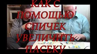 Пчеловодство.Роль отводков на Пасеке.