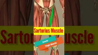 Sartorius Muscle #anatomy #shortvideo #shorts #ytshorts