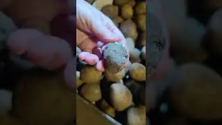 Есть 50 копеек? (картошка, георгины, герань)