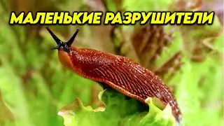 Они разрушают планету!