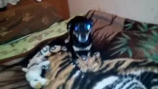 СОБАКА ЛЯЛЯ