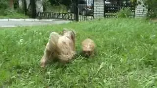 Мини - Русалочка 3 месяца.