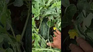 home garden water Mellon