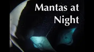 Manta Rays at Night – Hawaii