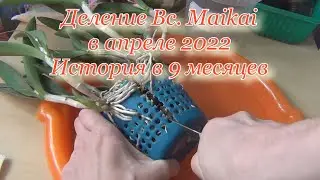 Деление брассокаттлеи Майкай в апреле 2022. Зацвела через 7 месяцев вновь.