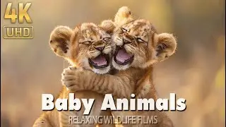 Baby Animals - Lovely Moments of Young Animals 4K(60FPS) - 8 Hours Relaxing Music & Bird Sounds ♫